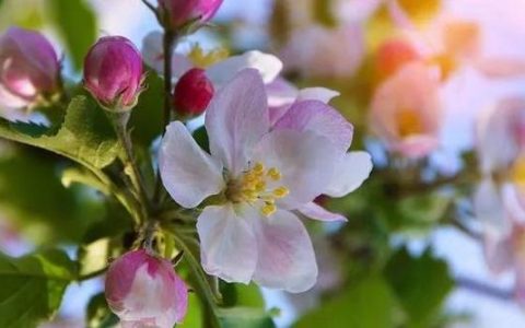 赴一场花事 醉一城春光