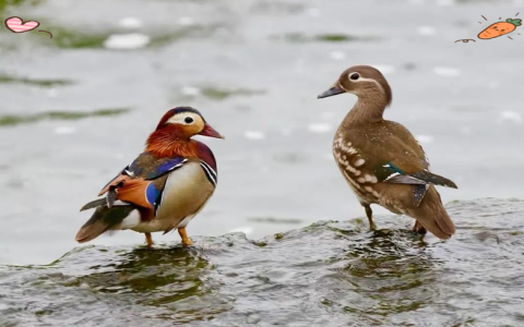竹山现“中国最可爱小鸟”