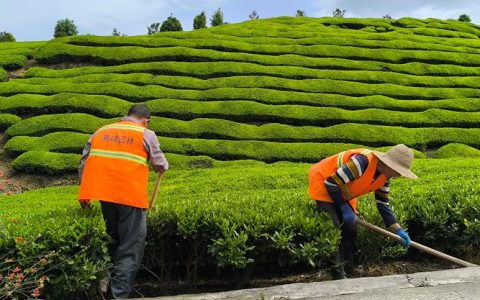 鹤峰县开展春季绿化养护扮靓山城颜值