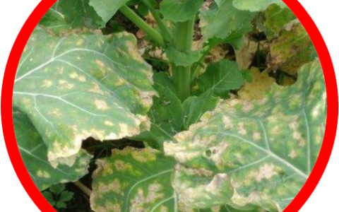 周矶街道黄场村开展油菜菌核病统防统治