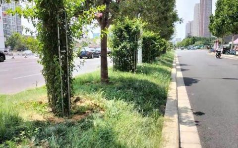 竟陵街道为城市道路添新绿