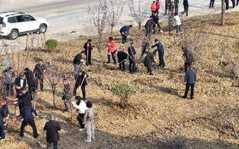 天门开展市直机关干部义务植树活动