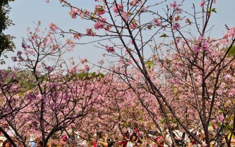 英山樱花山谷文化旅游节将开幕