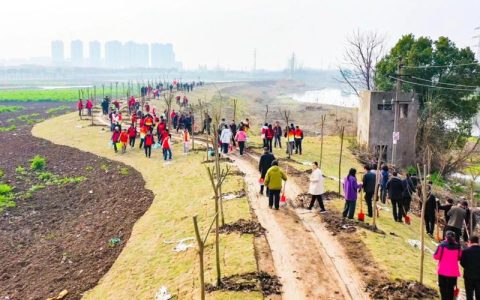 黄州区开展义务植树活动