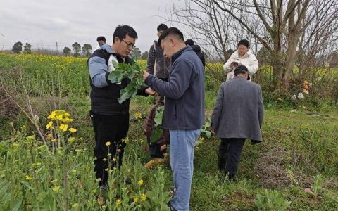 赤壁加强油菜小麦病虫害防控 筑牢夏粮丰收安全防线