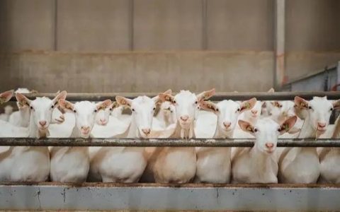 华中农业大学团队提出奶绵羊三维重构新方法，助力智慧养殖精准“量体裁衣”