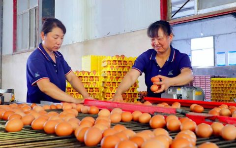 甘国栋调研禽蛋产业链发展