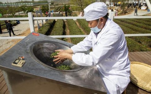 抢“鲜”炒制 第一锅春茶