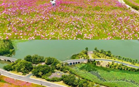 80万亩花海迎客 农文旅融合促销费