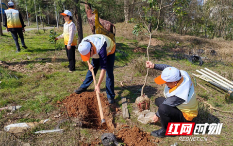 植树节添新绿 荆州区打造高速路下风景线