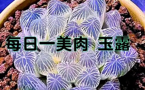 以“玉露”之名成长