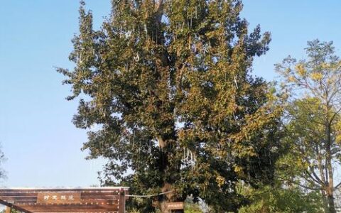 是红安的树啊！