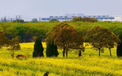 黄州区滨江公园千亩油菜花绽放 吸引游客打卡