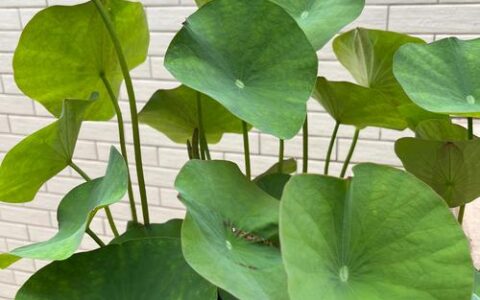 2000盆花卉免费送！今天，武穴人的“绿色幸福”刷屏了！