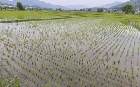 英山南河镇抢抓农时育秧忙
