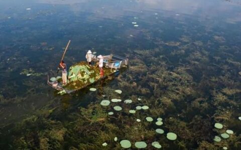 为什么保护好洪湖是政治问题