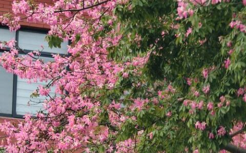 春日，花开校园（贰）