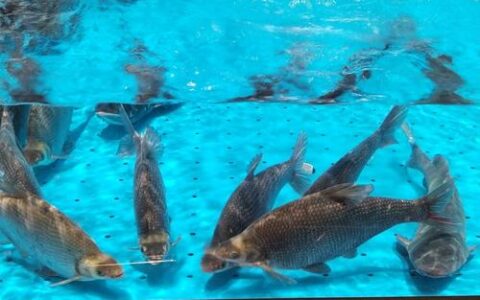 武汉活鱼“游”全国