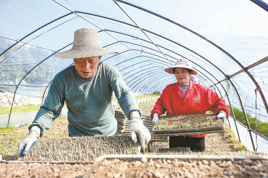 集中育秧备春耕