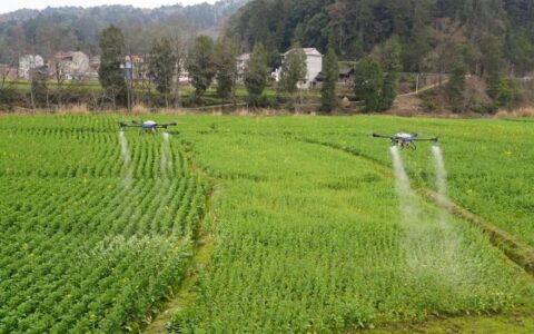 张金镇：无人机“飞防”护航油菜丰产