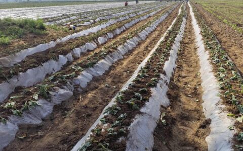 青年党员试验“瓜蔗套种” 探索土地增效新路径