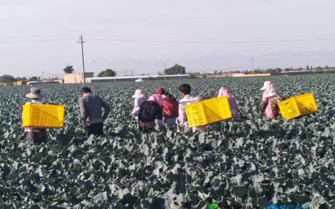 渔洋镇：晚熟西蓝花丰收 奏响乡村振兴“致富曲”