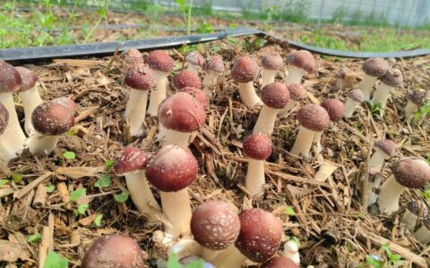 英山稻蛙基地试种赤松茸成功