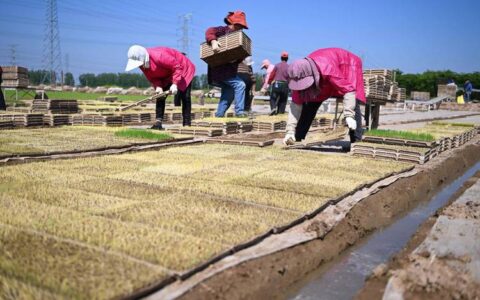 集中育秧备春耕