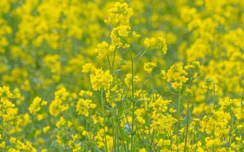 三月十八日，相约80万亩油菜花海，不见不散！