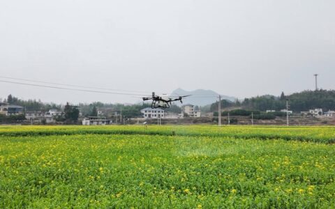 崇阳铜钟乡8000亩油菜喝上“营养液”