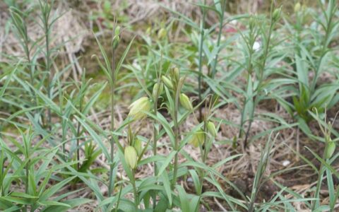 崇阳石门村贝母长势喜人 春管护航丰收