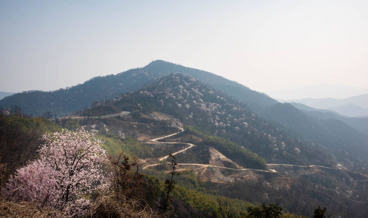 红安县天台山野樱漫山绽放