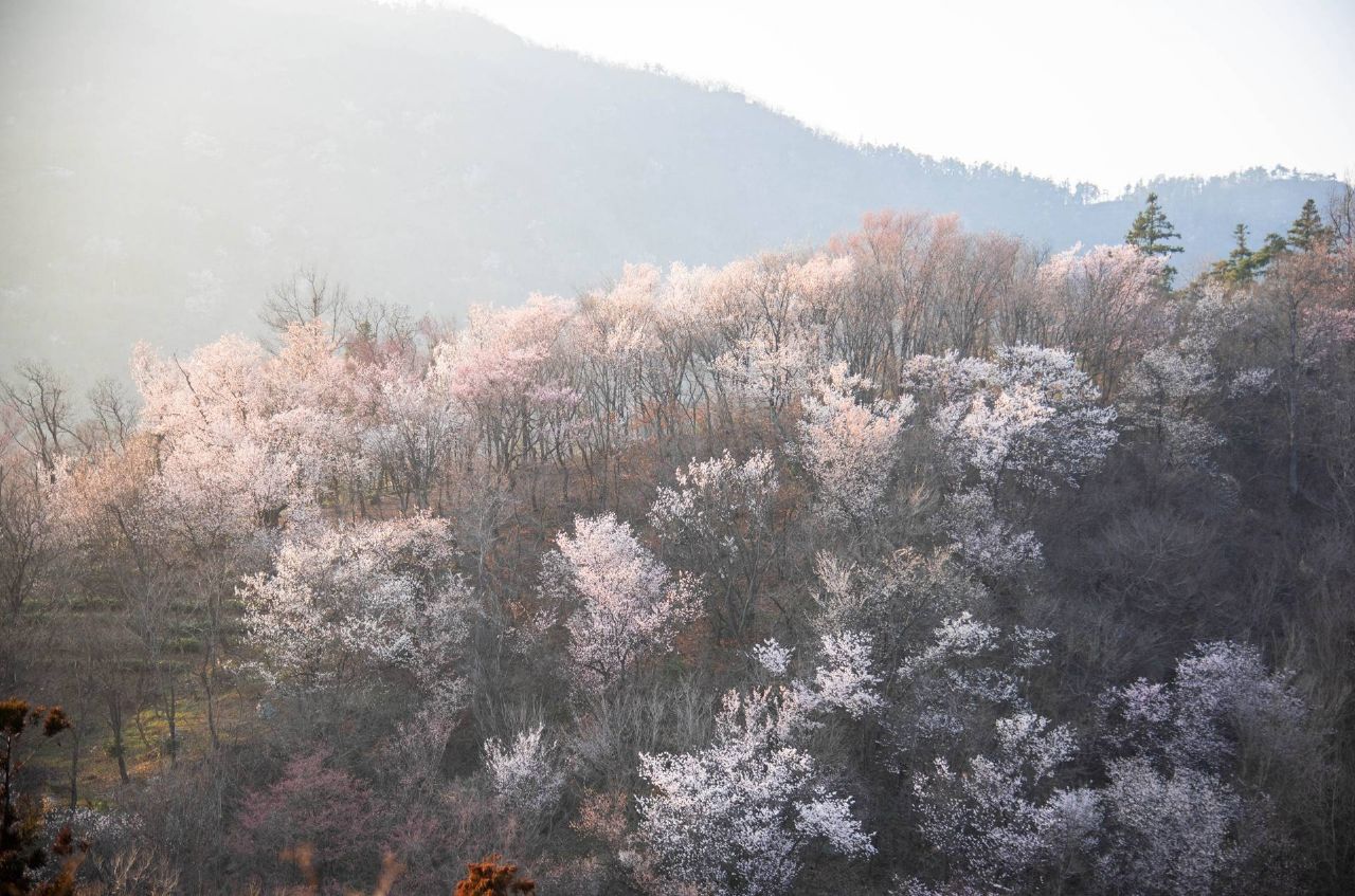 红安县天台山野樱漫山绽放