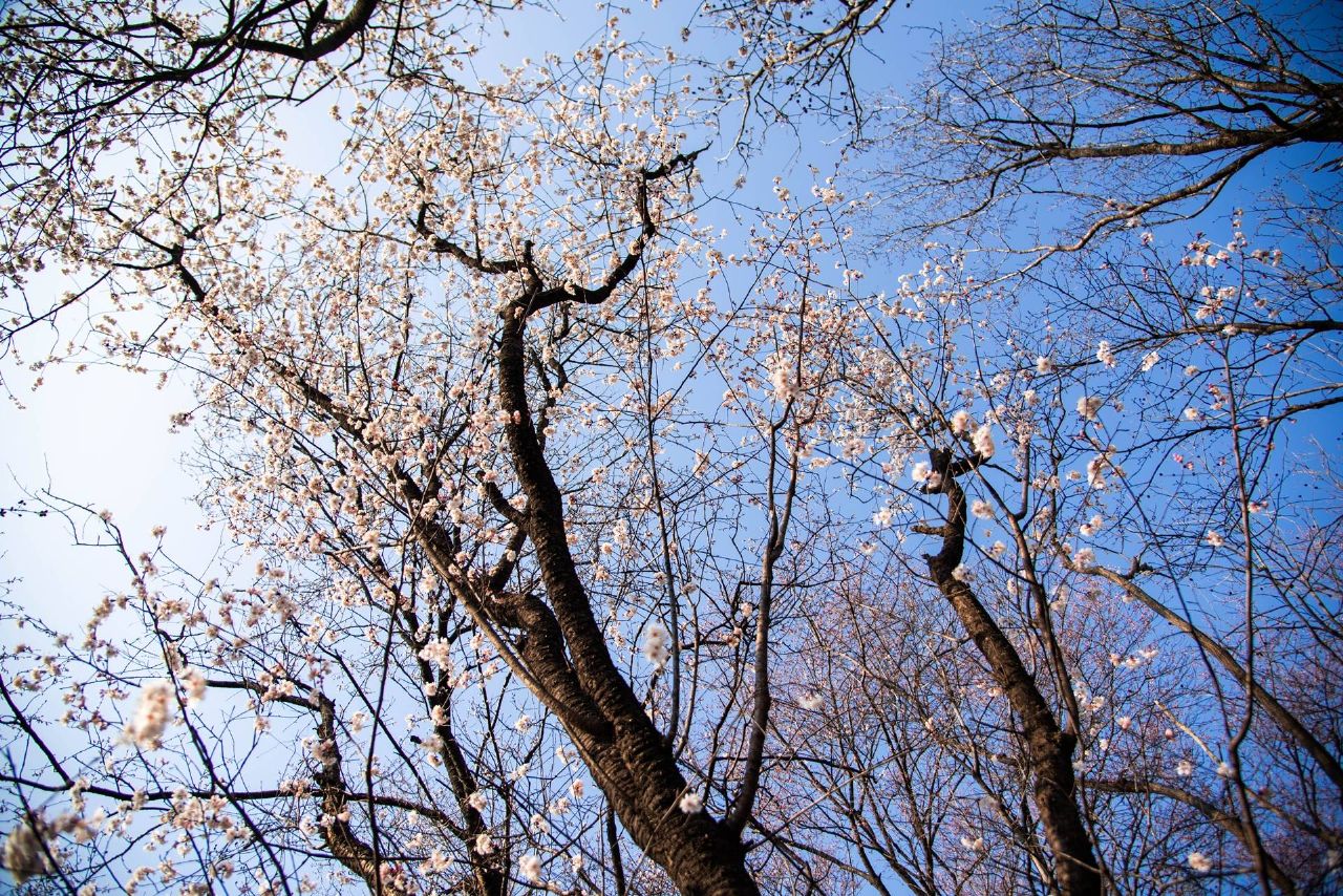 红安县天台山野樱漫山绽放