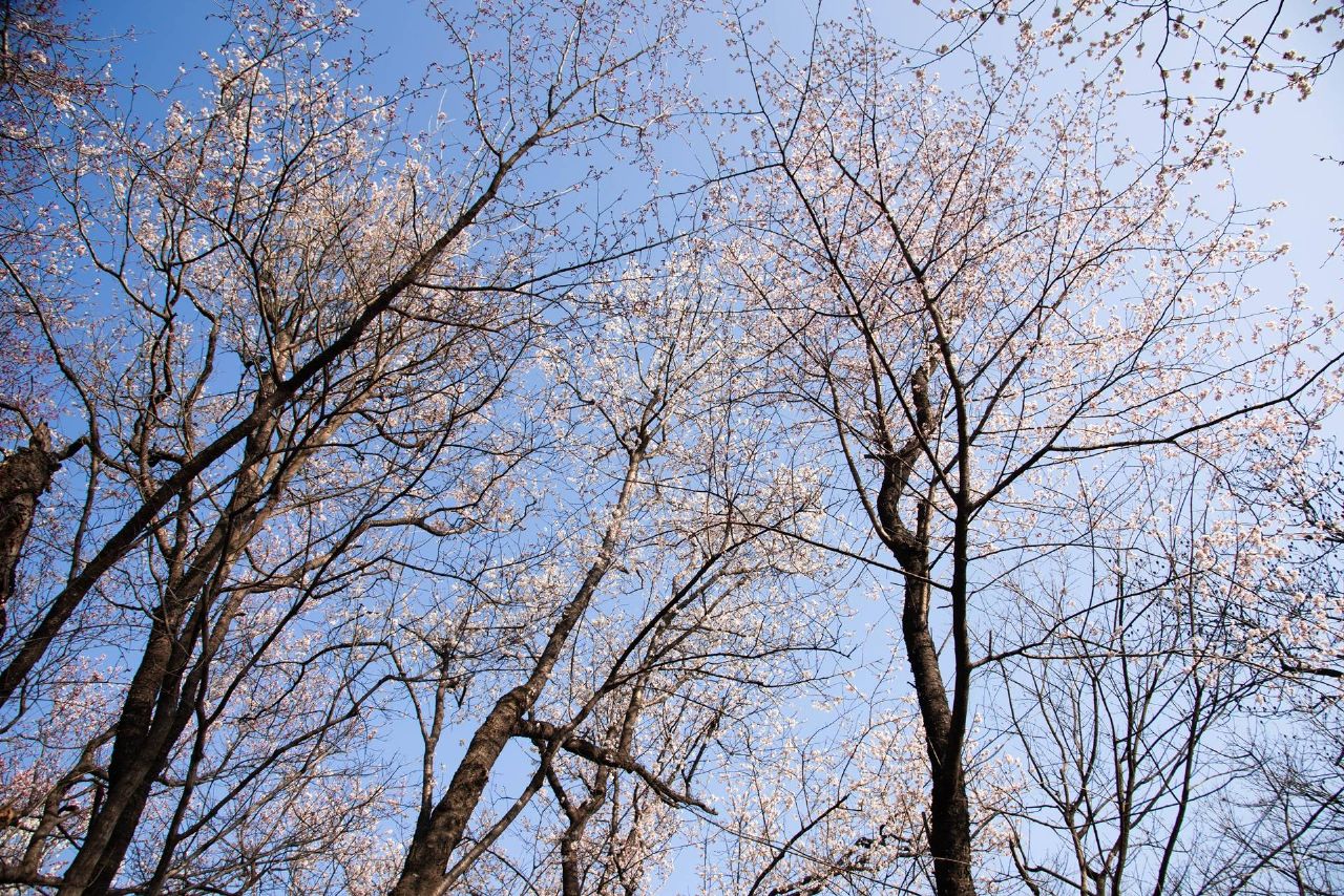 红安县天台山野樱漫山绽放