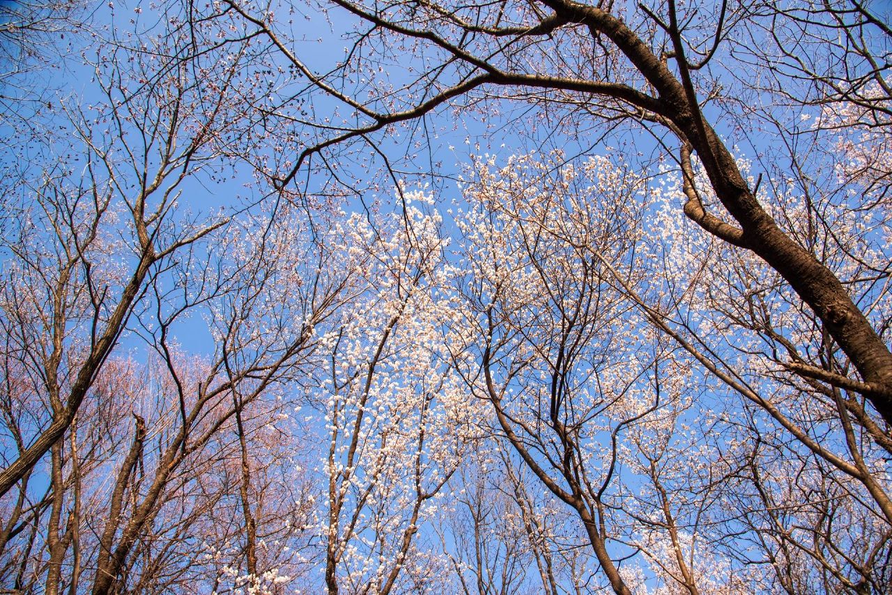 红安县天台山野樱漫山绽放