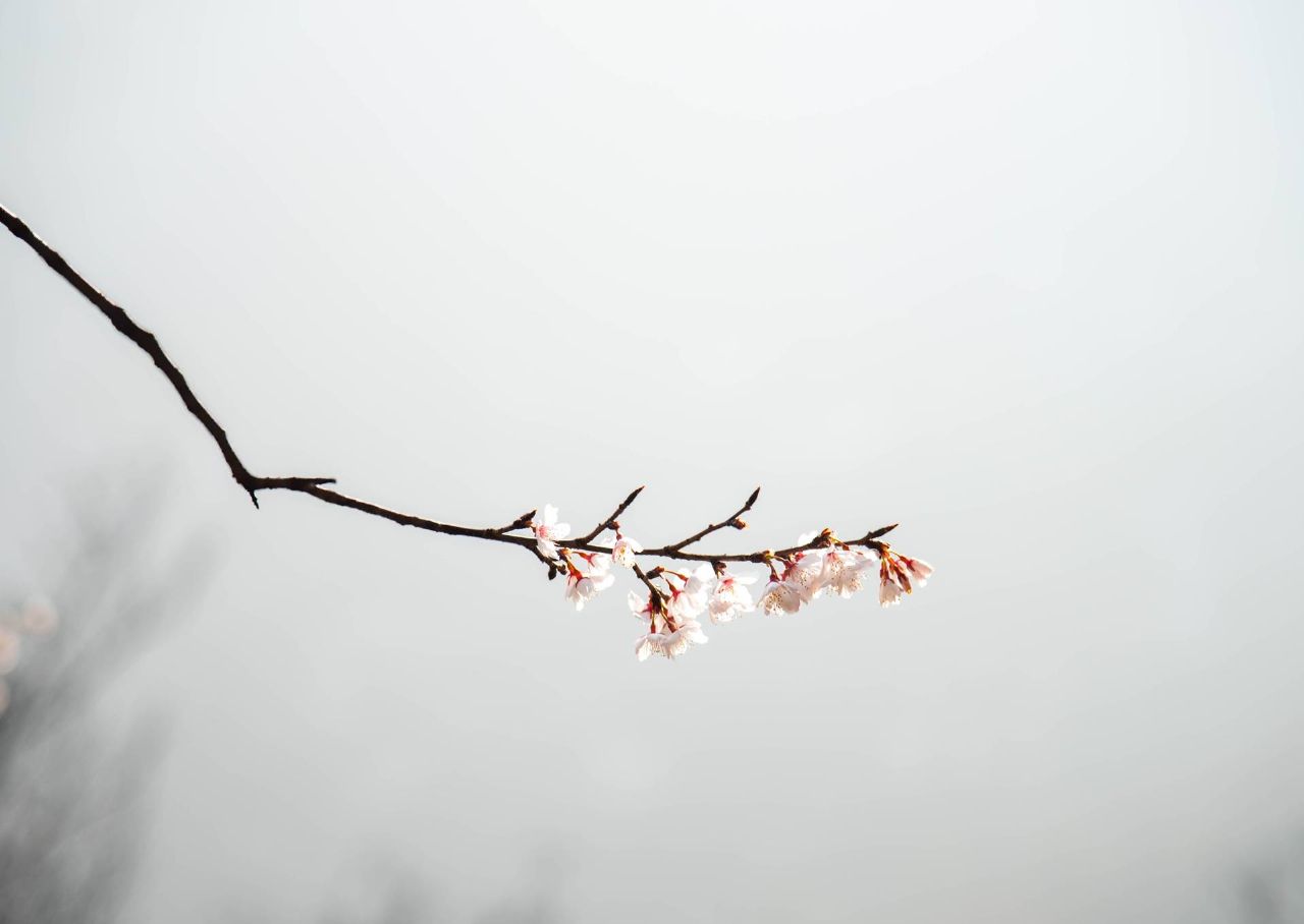 红安县天台山野樱漫山绽放