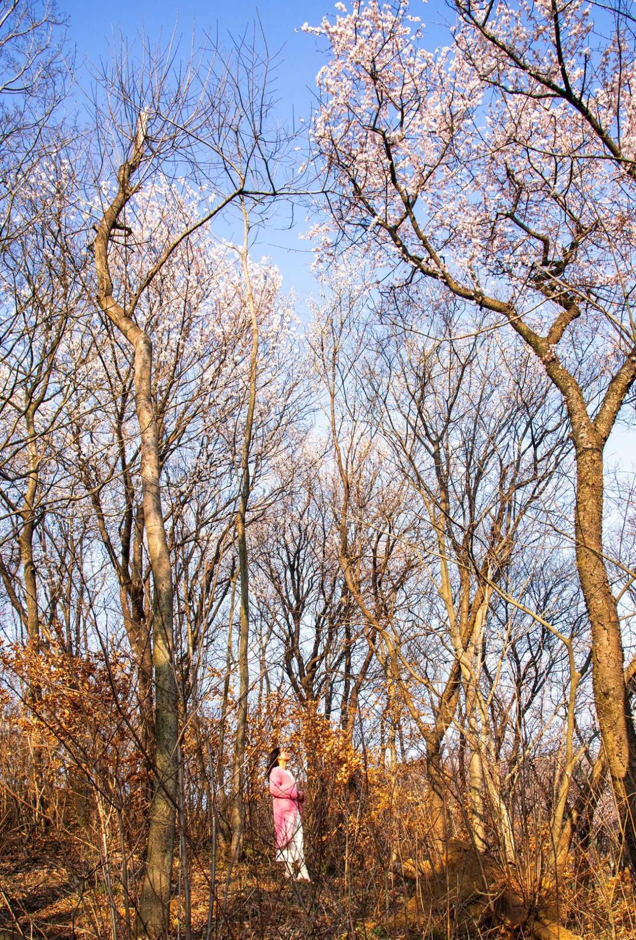 红安县天台山野樱漫山绽放