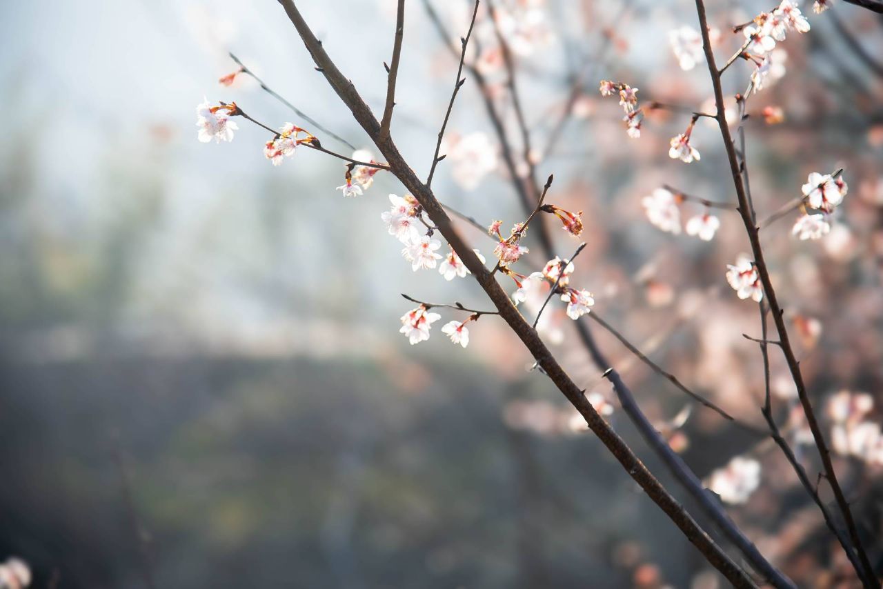 红安县天台山野樱漫山绽放
