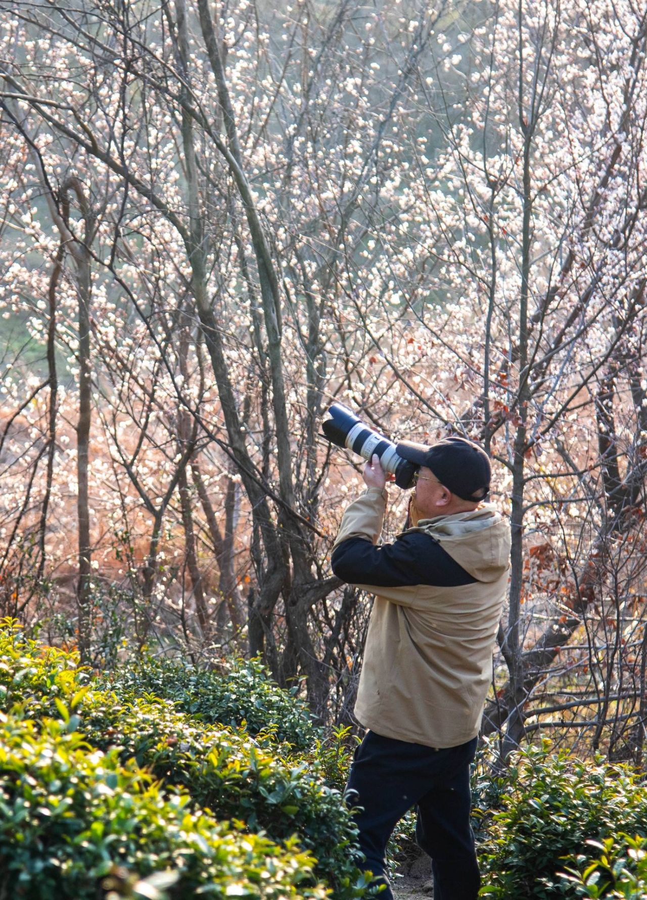 红安县天台山野樱漫山绽放