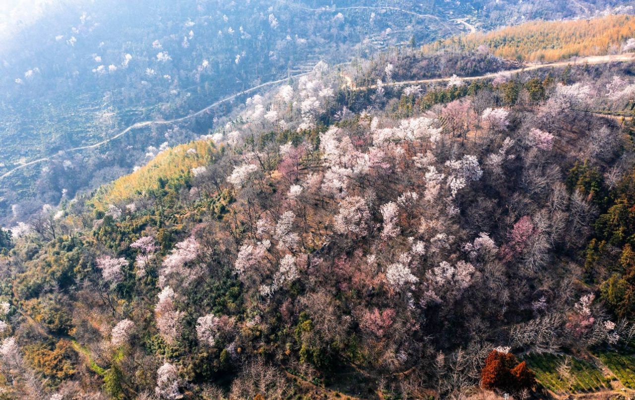 红安县天台山野樱漫山绽放