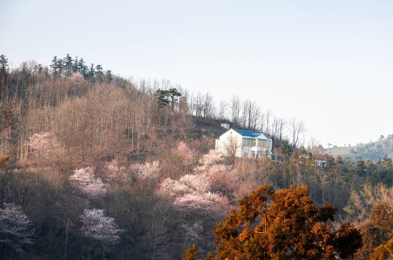 红安县天台山野樱漫山绽放