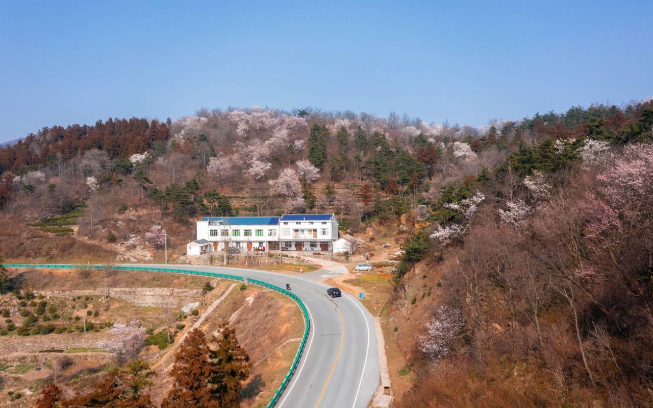 红安县天台山野樱漫山绽放