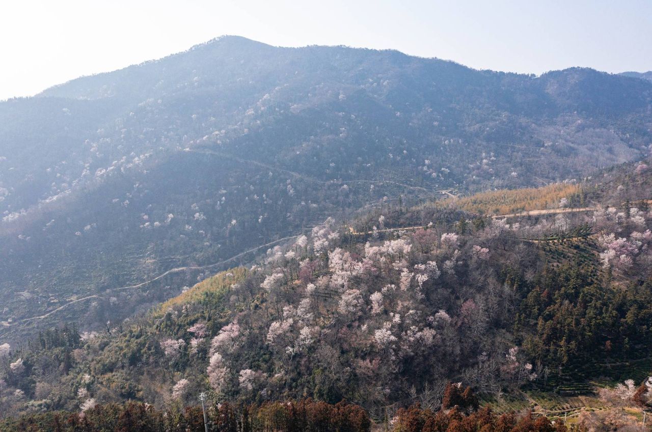 红安县天台山野樱漫山绽放