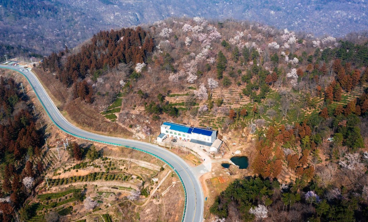 红安县天台山野樱漫山绽放