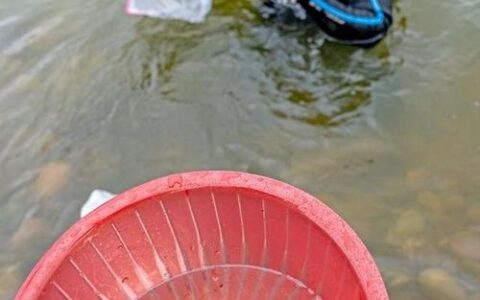 三峡大学参与中华鲟野外自然产卵试验