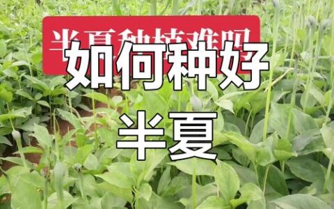 半夏育苗忙 筑牢丰产增收根基