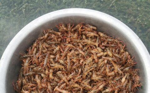 早春投食忙 虾苗长势旺