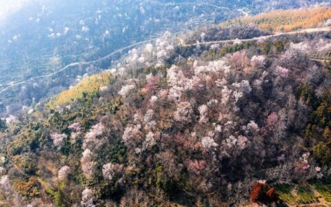 红安县天台山野樱漫山绽放