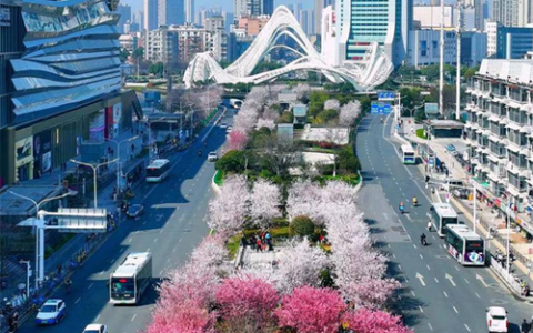 全球游客为何奔赴武汉的春天